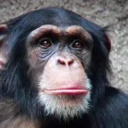 Picture of a monkey. Photo Credit: Thomas Lersch