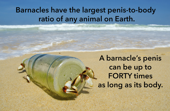 barnacle