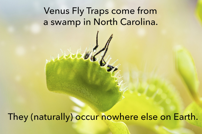 venus fly trap