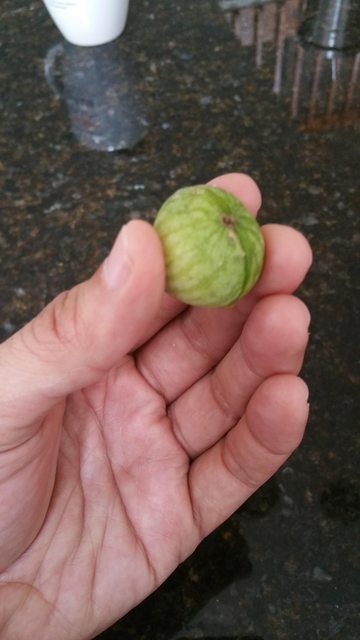 mini watermelon